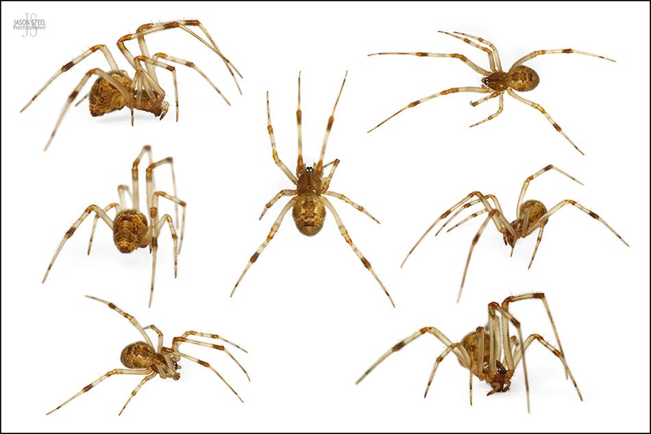 Spider.legs - nude photos